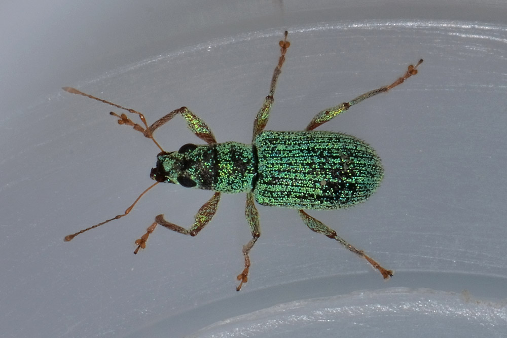 Curculionidae: Polydrusus (Conocetus) kahri